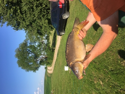 Mirror carp