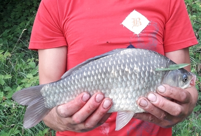 Prussian carp