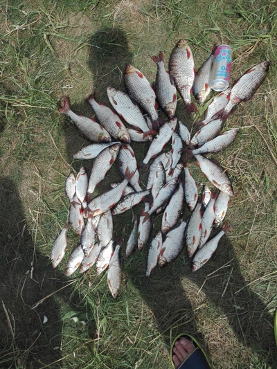 Roach
