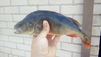Eurasian perch