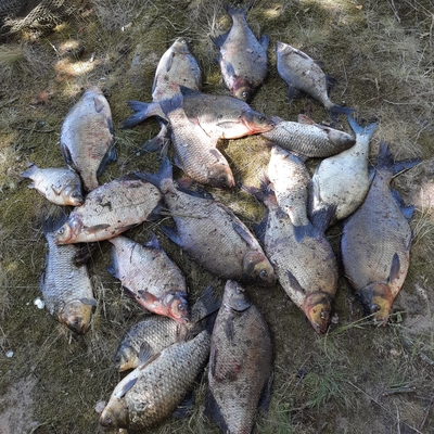 Carp bream