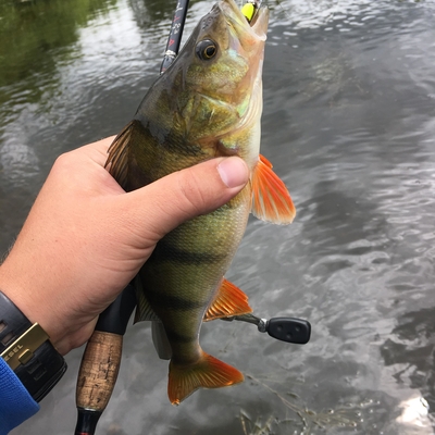 Eurasian perch