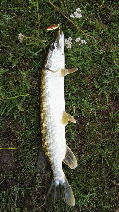 Northern Pike