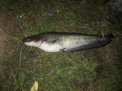 Suckermouth catfish or common pleco
