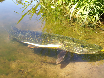 Northern Pike
