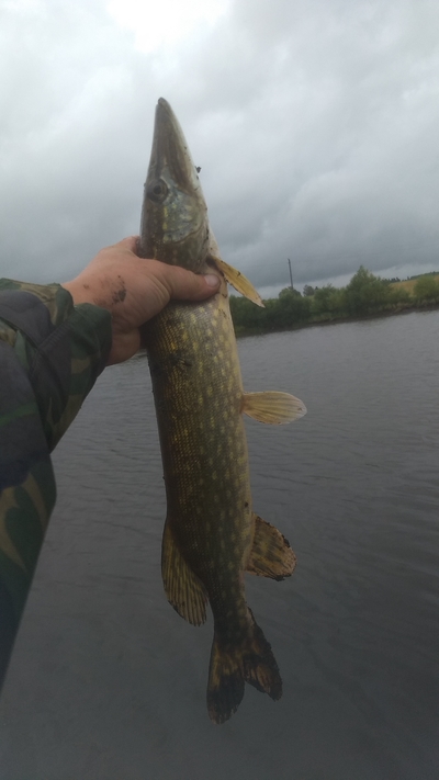 Northern Pike