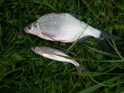 Silver Bream