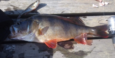 Eurasian perch