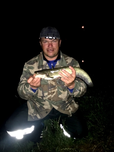 Suckermouth catfish or common pleco