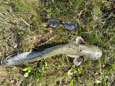Wels catfish