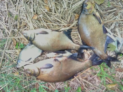 Carp bream