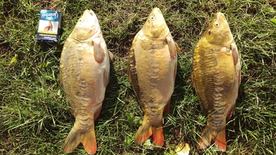 Mirror carp