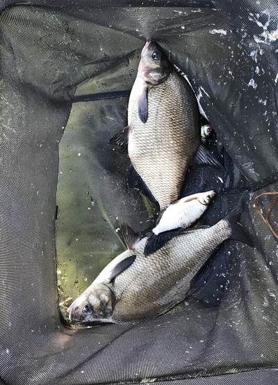 Carp bream