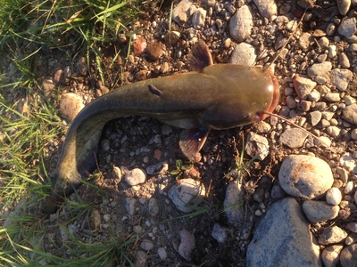 Wels catfish