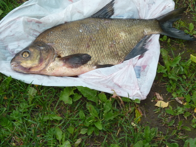 Carp bream
