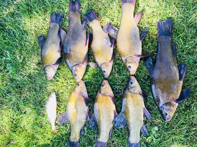 Tench