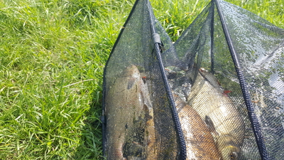 Carp bream