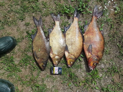 Carp bream