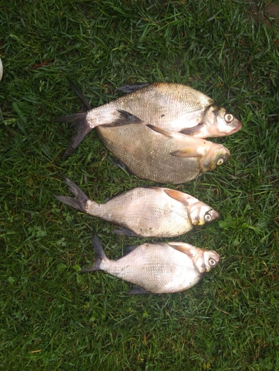 Carp bream