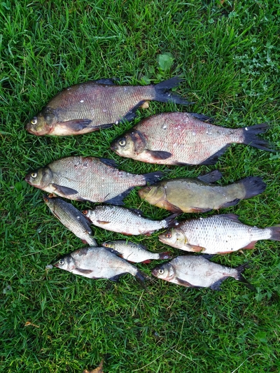Carp bream