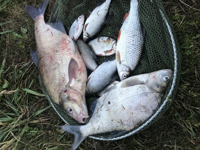 Carp bream