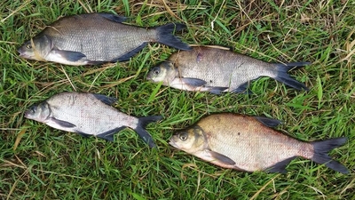 Carp bream