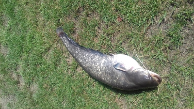 Suckermouth catfish or common pleco