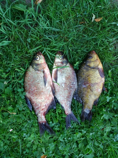 Crucian carp