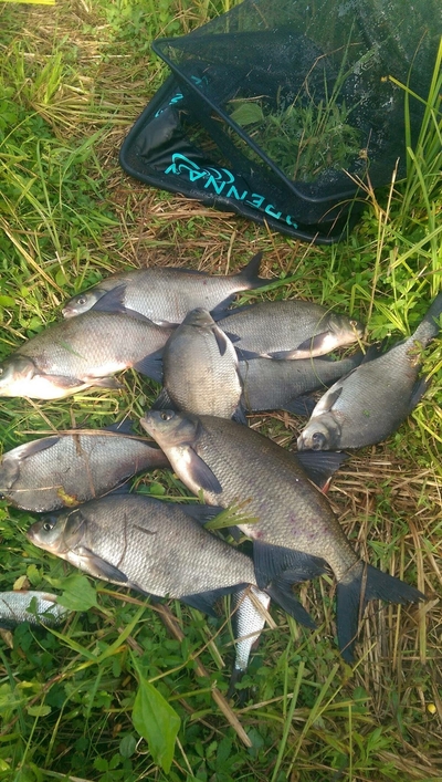 Carp bream