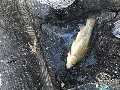Tench