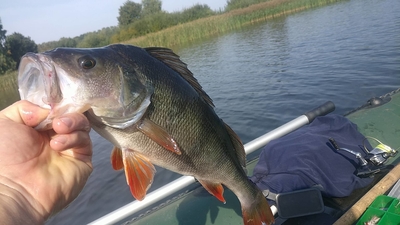Eurasian perch