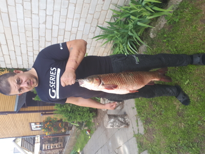 Grass carp