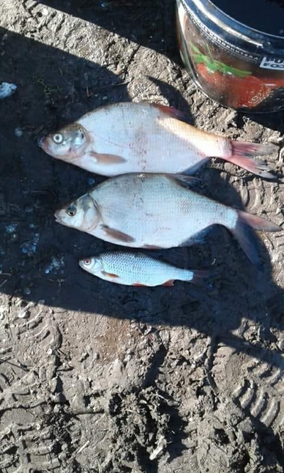 Carp bream