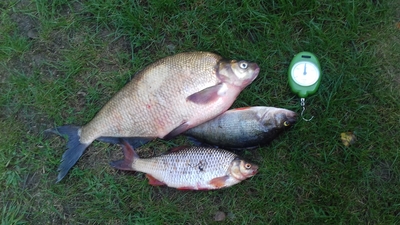 Carp bream