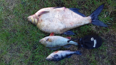 Carp bream