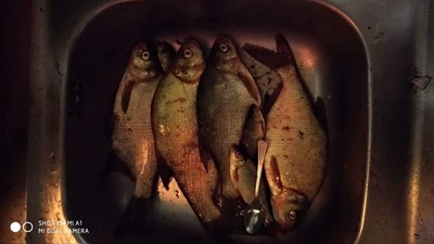 Carp bream