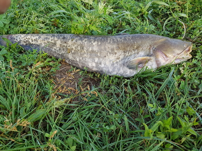 Wels catfish