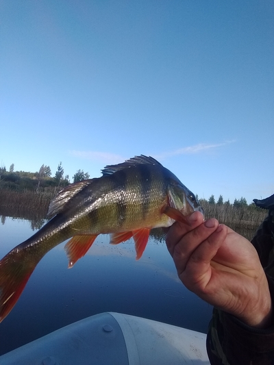 Eurasian perch