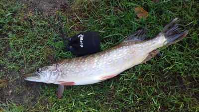 Northern Pike