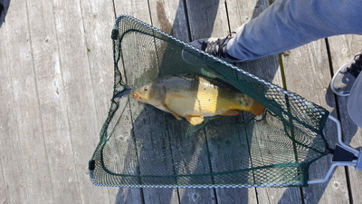 Mirror carp