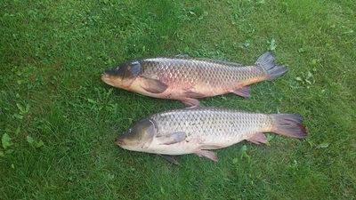 Mirror carp