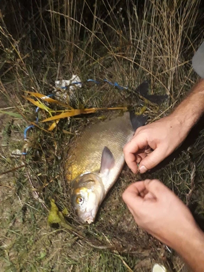 Carp bream