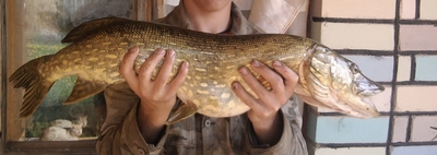 Northern Pike