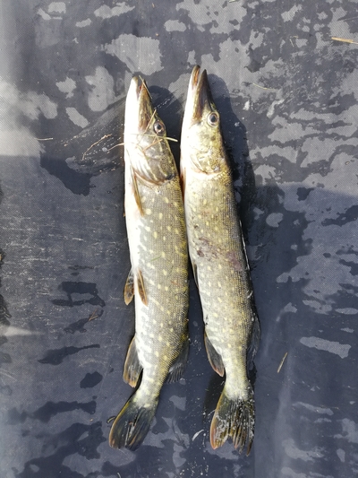 Northern Pike
