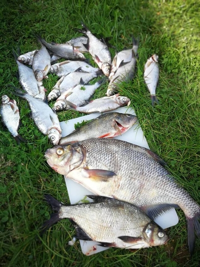 Carp bream