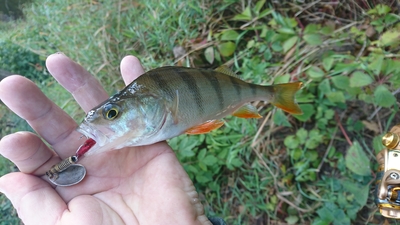 Eurasian perch