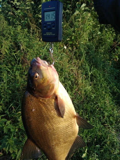 Carp bream