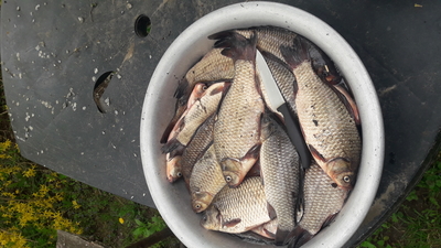 Crucian carp