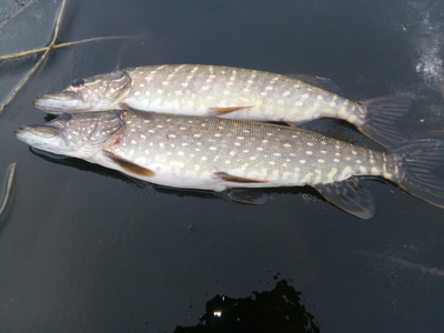 Northern Pike