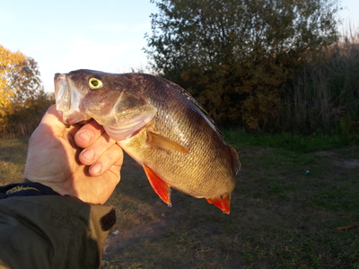 Eurasian perch